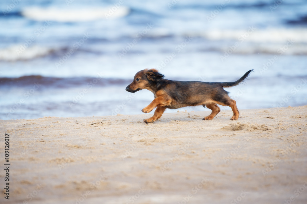 brown dachshund puppy on a beach