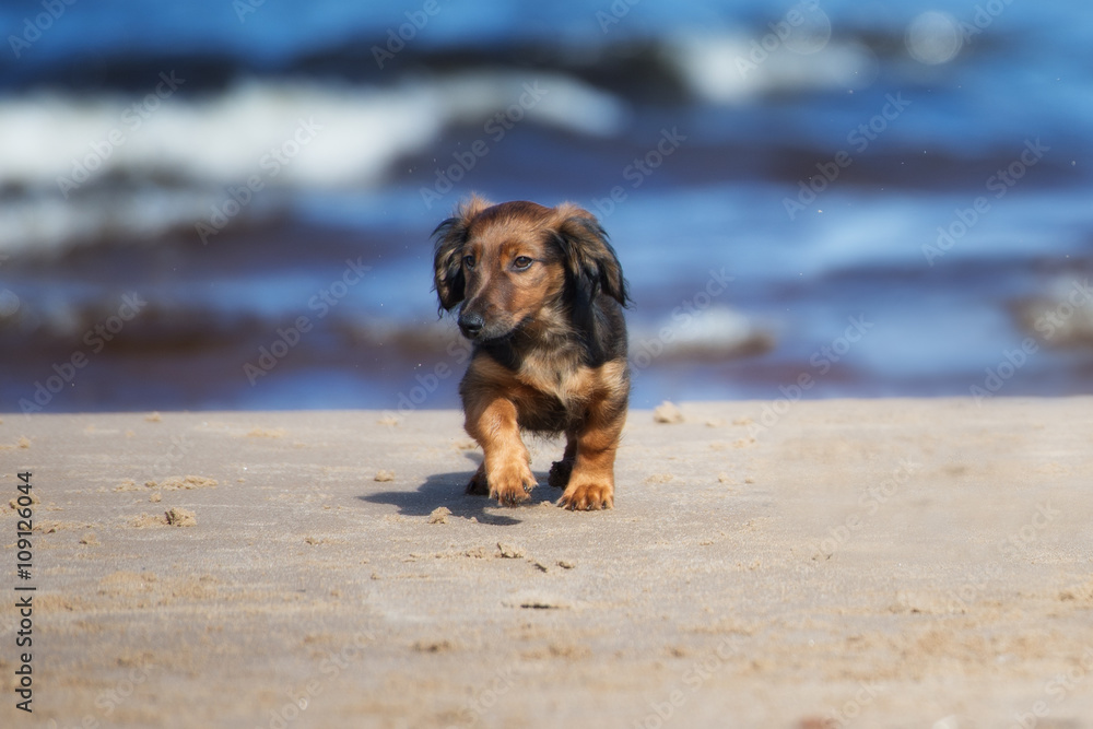 brown dachshund puppy walking on a beach