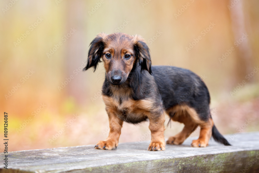 adorable dachshund puppy outdoors