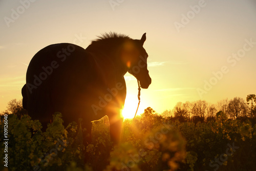 Fototapeta Naklejka Na Ścianę i Meble -  Brauner im Raps