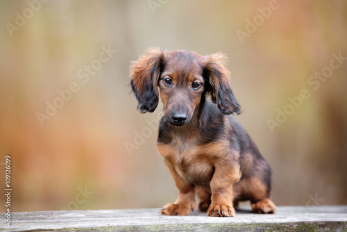 brown dachshund puppy portrait