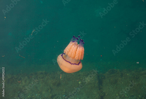 Jellyfish swimming underwater