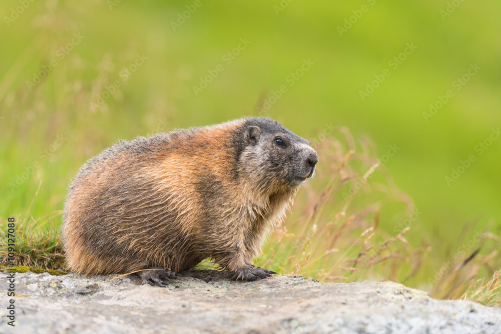 Murmeltier in den Alpen Europa - marmot in the european alps 8 Murmeltier in den Alpen Europa - marmot in the european alps 8