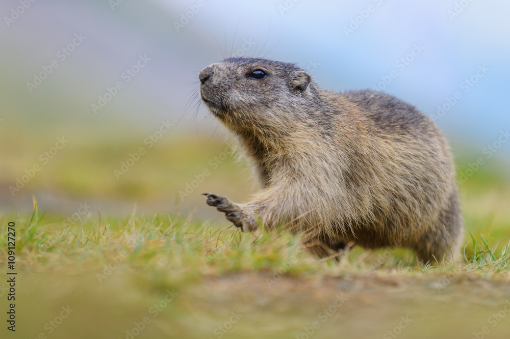 Murmeltier in den Alpen - marmot in the alps 78