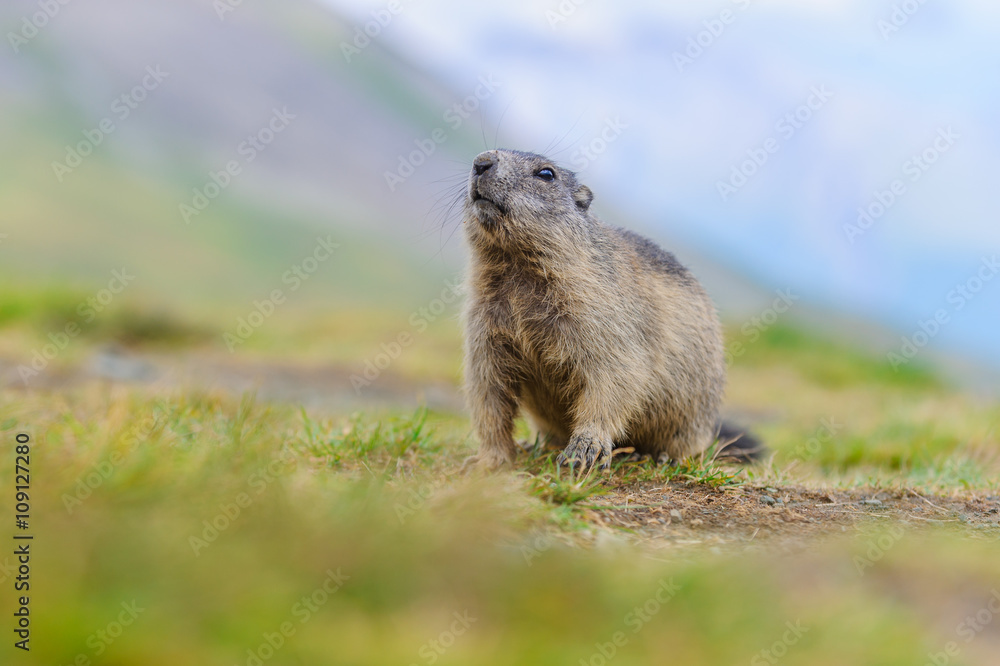 Murmeltier in den Alpen - marmot in the alps 76 Murmeltier in den Alpen - marmot in the alps 76