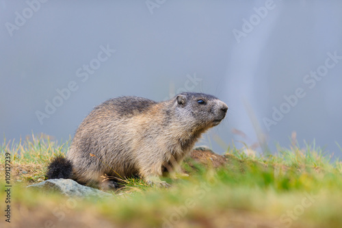 Murmeltier in den Alpen - marmot in the alps 84