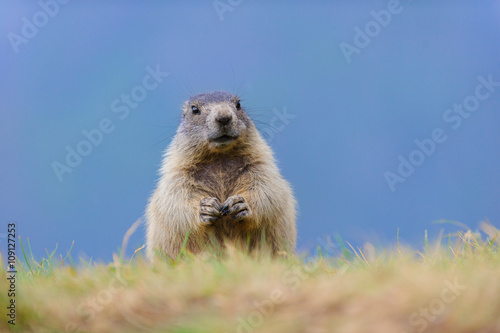 Murmeltier in den Alpen - marmot in the alps 82 © artepicturas