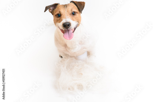 Fototapeta Naklejka Na Ścianę i Meble -  Happy dog with heap of fur on floor after grooming haicut