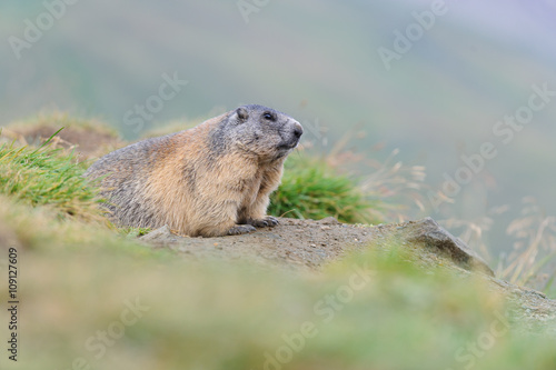 Murmeltier in den Alpen - marmot in the alps 2