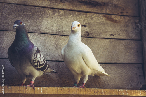 Mixed pigeon pair with white German beauty homer male pigeon and grey homing hen in a wooden loft.