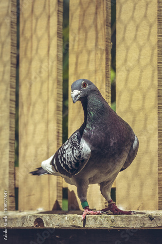 Grey racing pigeon male inside a wooden loft.