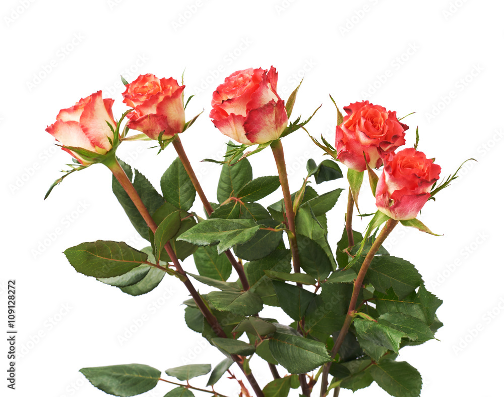 Fresh red roses over the white isolated background Fresh red roses over the white isolated background