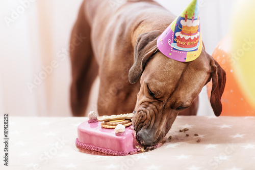 Fototapeta Naklejka Na Ścianę i Meble -  Dog celebrating birthday