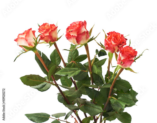 Fresh red roses over the white isolated background