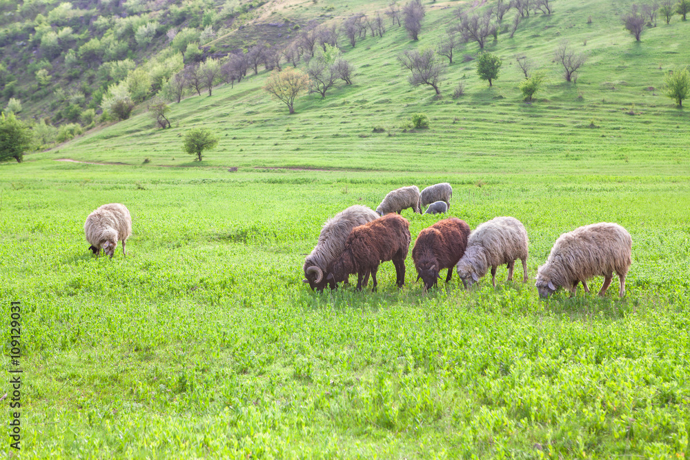 Obraz premium sheep on grassland 