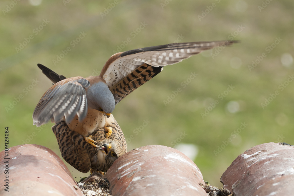 Obraz premium Lesser kestrels mating on a roof. Extremadura (Spain).