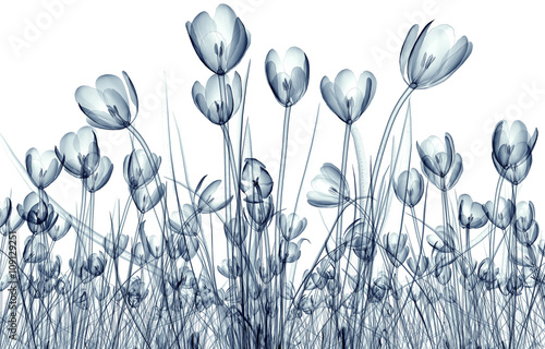 x-ray image of a flower isolated on white , the crocus