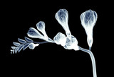 x-ray image of a flower isolated on black , the freesia