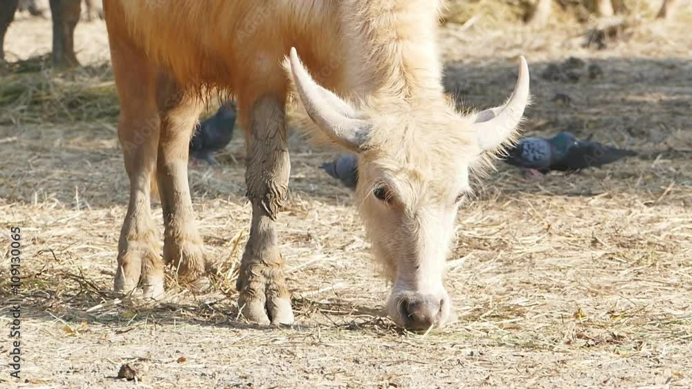 Thai white buffalo, disorders of the body caused by mutations in the gene that controls the color is impaired, resulting in the change to pigment in the body. Thai white buffalo, disorders of the body caused by mutations in the gene that controls the color is impaired, resulting in the change to pigment in the body.