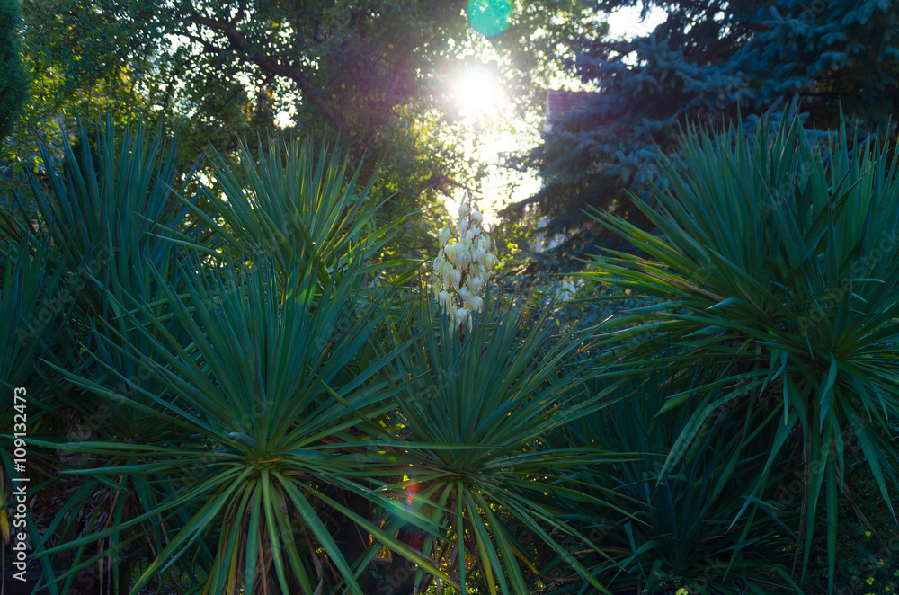 Yuccapalme im Garten