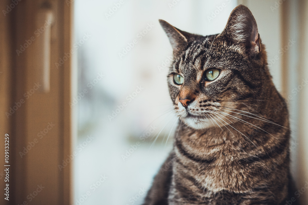 Single tabby cat looking to side with copy space