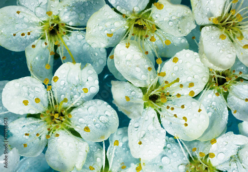 spring white flowers background with water drops
