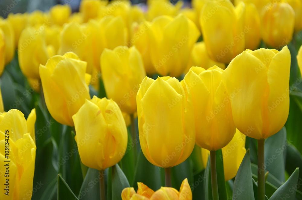 Obraz premium Beautiful of tulips