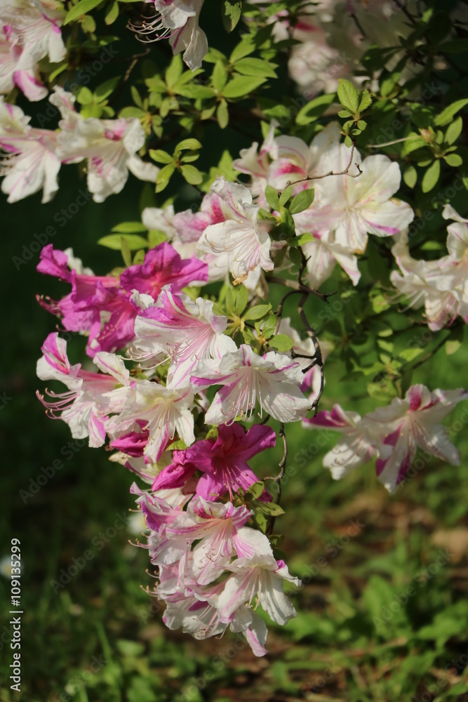 White pink blooming azaleas branch, Italy White pink blooming azaleas branch, Italy