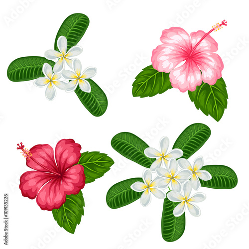 Set of tropical flowers hibiscus and plumeria. Objects for decoration holiday invitations, greeting cards, posters