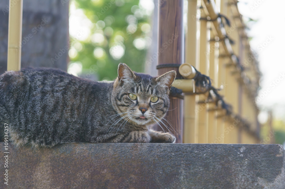 Obraz premium 猫