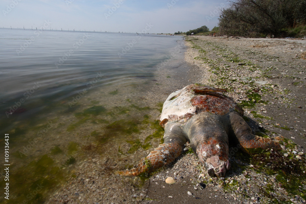 Fototapeta premium tartaruga di mare caretta caretta spiaggiata