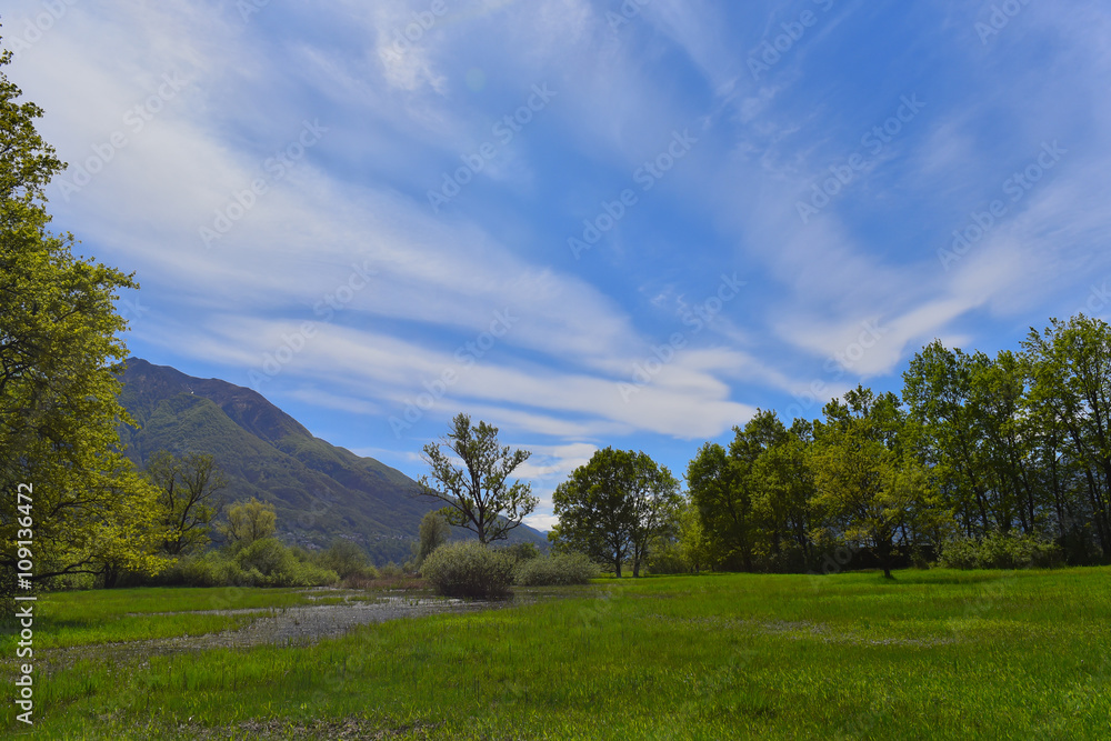 Prato verde con alberi e cielo blu Prato verde con alberi e cielo blu