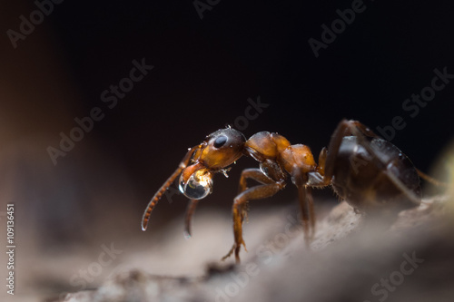 Ant with a drop. Formica rufa holding in his mouth a drop of water. black background  © kozorog