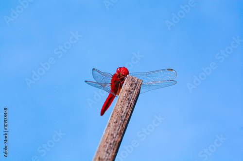 Red Dragonfly Resting on a Wooden