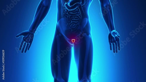 Prostate Male Anatomy -  X-ray scan