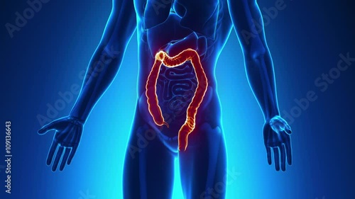 Colon Male Anatomy -  X-ray scan