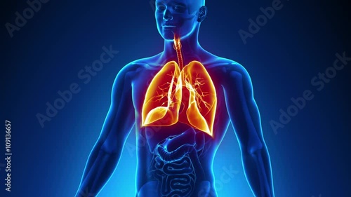 Lungs Male Anatomy -  X-ray scan