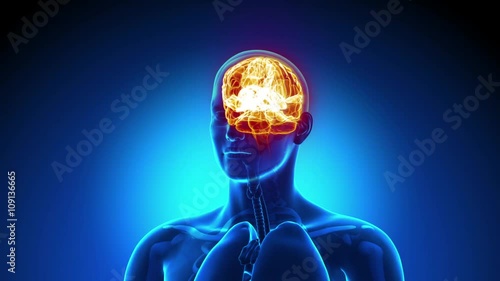 Brain Male Anatomy -  X-ray scan