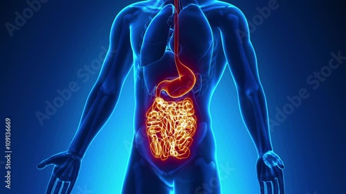 Stomach Guts Male Anatomy -  X-ray scan