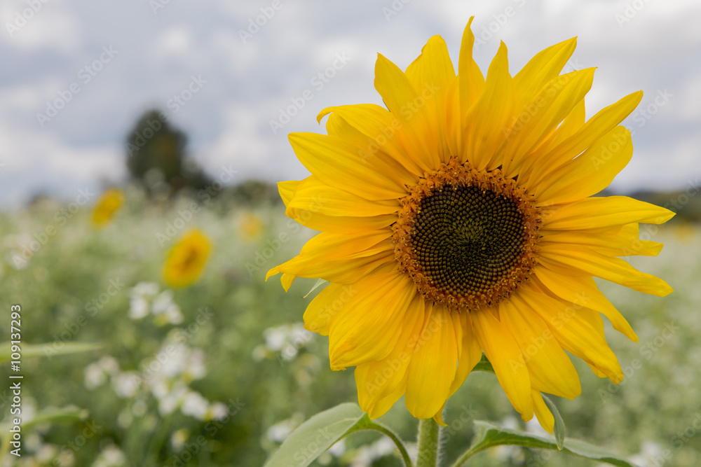 Obraz premium Sunflower