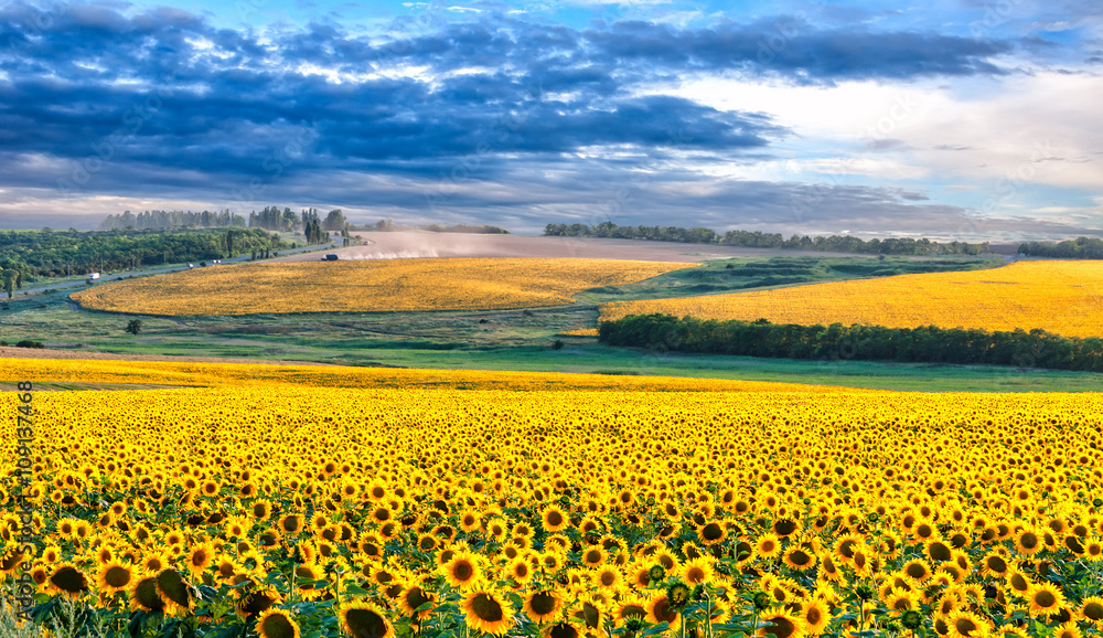 Sunflower field in the evening. Picturesque skyline of ripe sunflowers. Mariupol region before war 2022 near sea of Azov, Ukraine