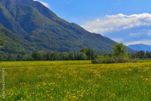 Panorama prato fiorito, montagna e cielo