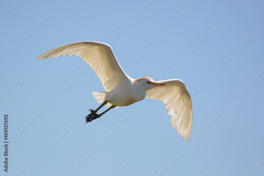 Airone guardabuoi (Bubulcus ibis) in volo Airone guardabuoi (Bubulcus ibis) in volo