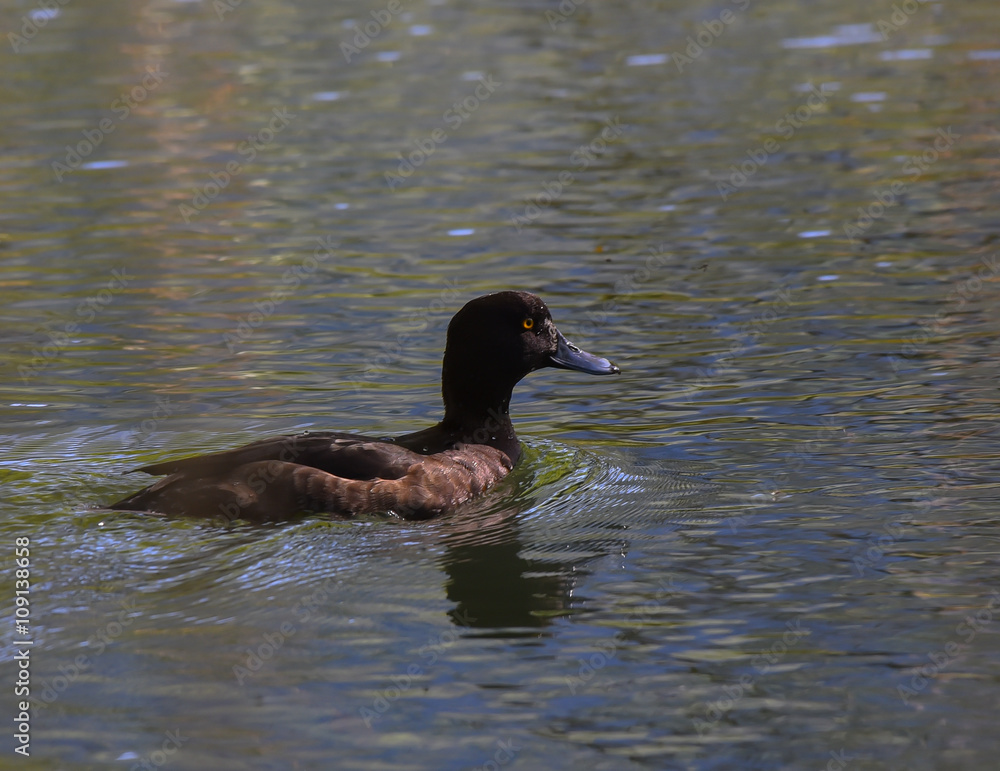 Moretta femmina che nuota nel fiume nella palude Moretta femmina che nuota nel fiume nella palude