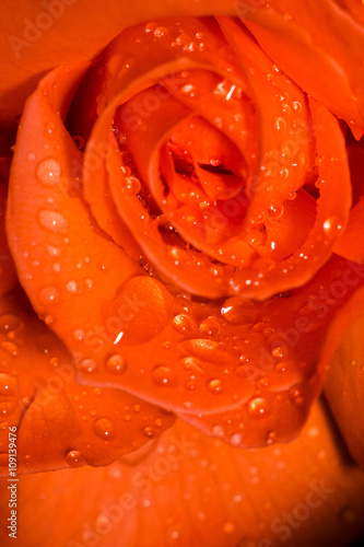 Orange Rose with Droplets Macro