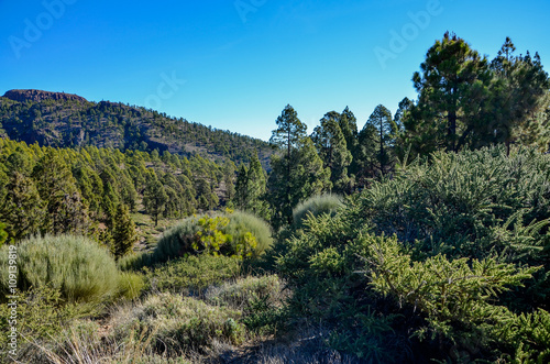 Canarian pines (pinus canariensis) and broom shrubs (Spartocytisus supranubius) in the Corona Forestal Nature Park on the southern slopes of Teide
Las Lajas, Vilaflor, Tenerife, Canary islands, Spain photo