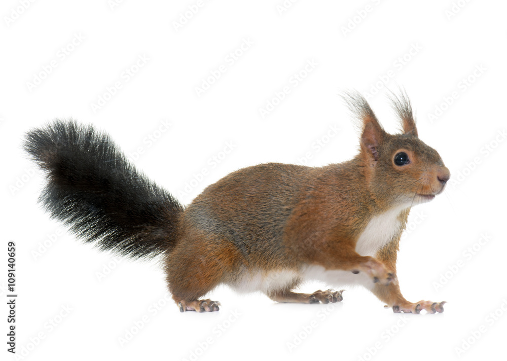 Obraz premium Eurasian red squirrel
