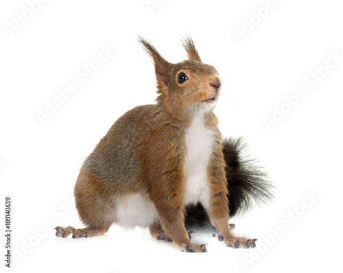  Eurasian red squirrel © cynoclub