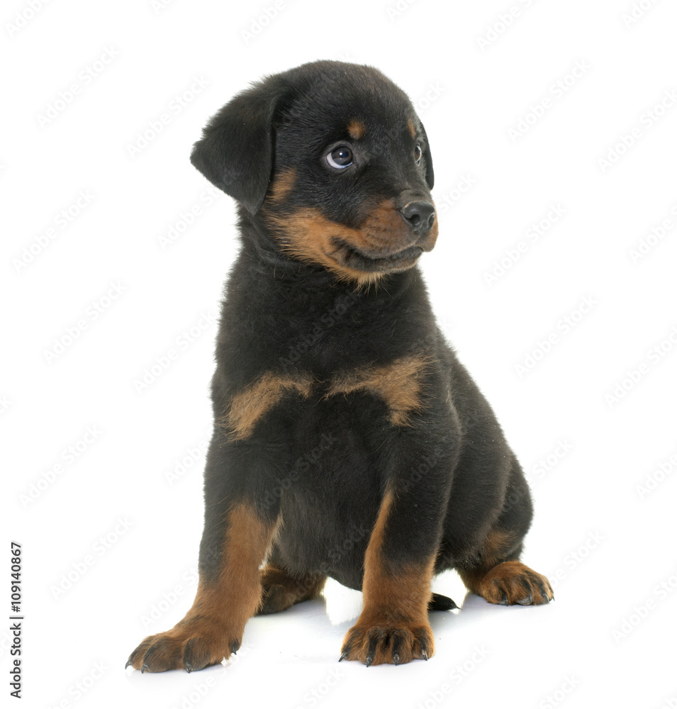 puppy rottweiler in studio