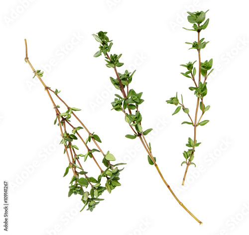 branches of thyme on a white background